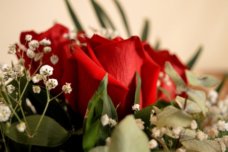 Beautiful red roses. A combination of beauty and subtle naturalnessの写真素材