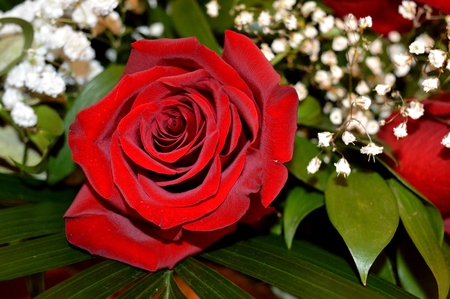 Beautiful red roses. A combination of beauty and subtle naturalnessの写真素材