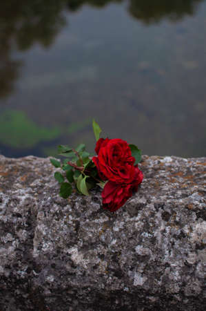 Roses laying on the fence of Roman Bridge at bright day in Sarajevo, Bosnia and Herzegovina