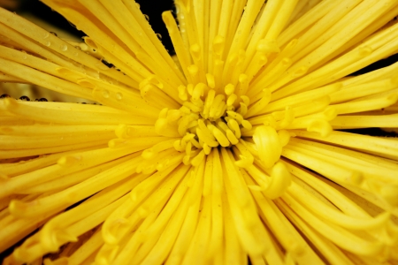 chrysanthemum in hongkong templeの写真素材