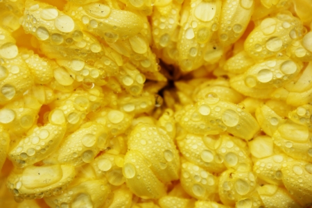 chrysanthemum in hongkong templeの写真素材