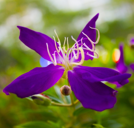Purple flowers like flying butterflyの写真素材