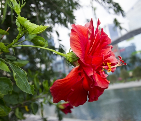 red flowerの写真素材