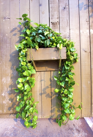 green leavesの写真素材
