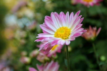 Daisy flower in the park の写真素材