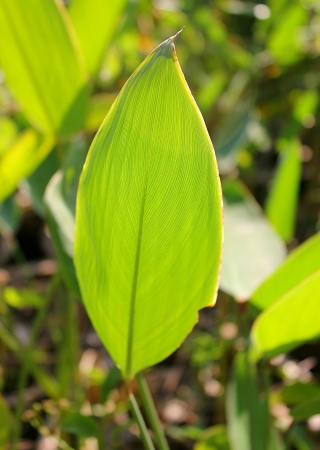 the green leave in autumnの写真素材
