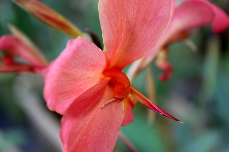 the pink flower openedの写真素材