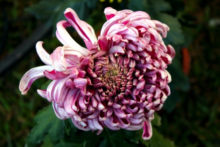 Chrysanthemum exhibition in the parkの写真素材