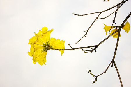 Beautiful flowers in springの写真素材