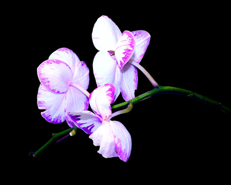 Phalaenopsis in a flower showの写真素材