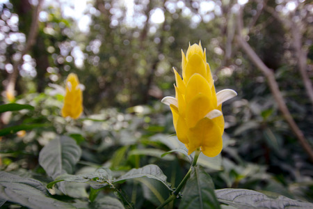 Pachystachya lutea flowersの写真素材
