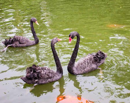 Black swanの写真素材