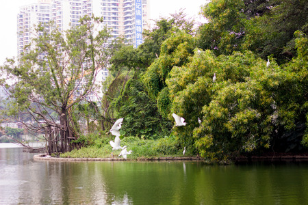 Egrets flying in a green forestのeditorial素材