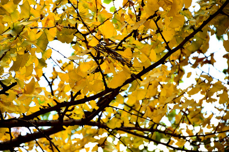 Ginkgo tree has a golden yellow