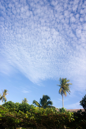 Palm and beautiful sky with clouds in Malaysiaの写真素材
