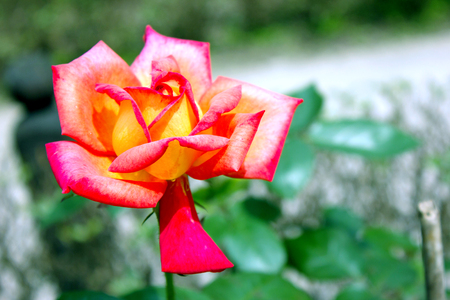 rose in the parkの写真素材