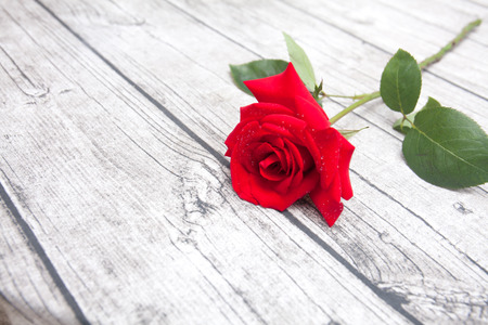 rose photographyの写真素材