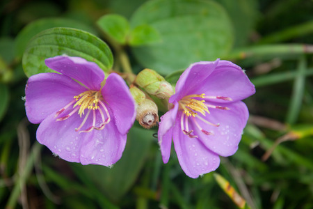 the beautiful flower bloomingの写真素材