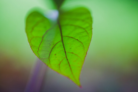 Leaf Macro close-upの写真素材