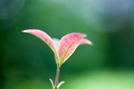 Leaf Macro close-upの写真素材