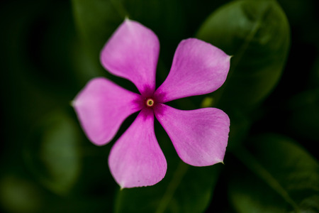 Macro shot of  flower photographyの写真素材