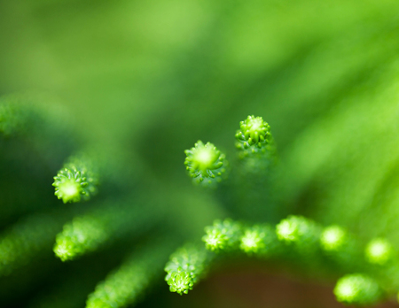 Macro shot of  flower photographyの写真素材