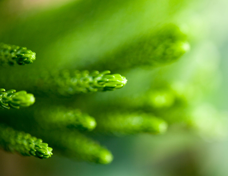 Macro  shot of green palnt photography