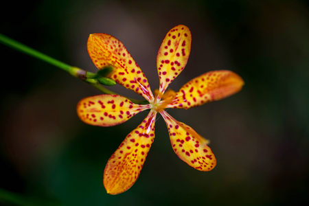 Macro flower photographyの写真素材