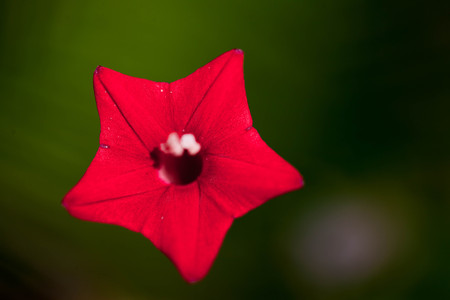 Macro flower photographyの写真素材