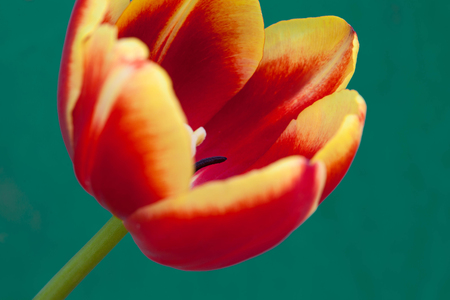 Tulip flowerの写真素材