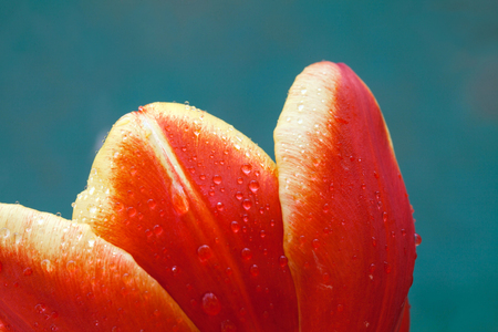 Tulip flowerの写真素材