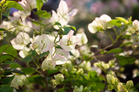 flowers blooming in the gardenの写真素材