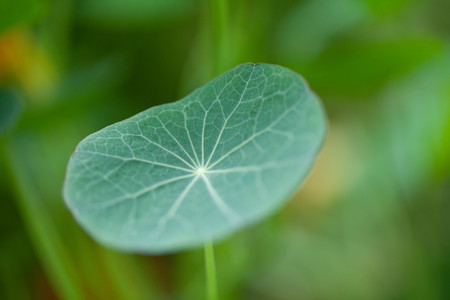 green leaf closeupの写真素材