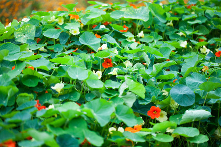 green leaf closeupの写真素材