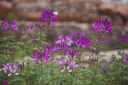 Blooming beautiful spiderflowerの写真素材