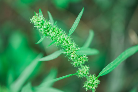 the green leaves closeup