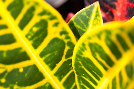 the green leaves closeup