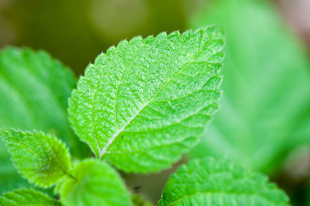 the green leaf closeup