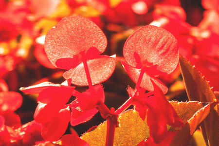 Blooming red flowers