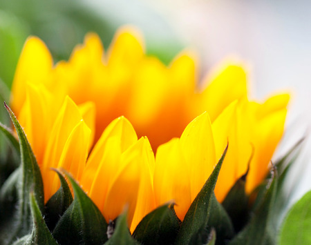 sunflower close-upの写真素材