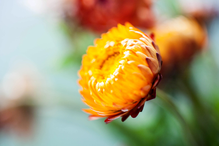 daisy close upの写真素材