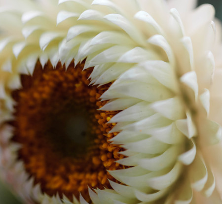daisy close upの写真素材