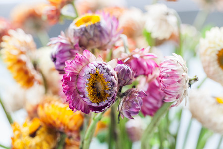 daisy close up