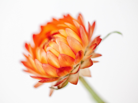 daisy close upの写真素材