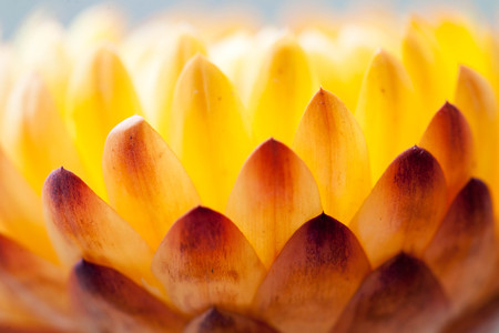 daisy backgroundの写真素材