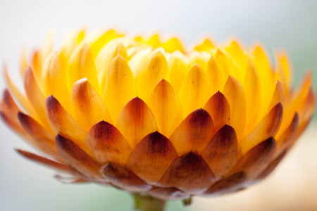 daisy backgroundの写真素材