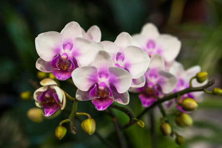 Beautiful orchid flowersの写真素材