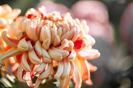 Daisy close upの写真素材