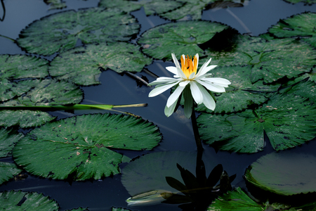 Blooming lotus in the pondの写真素材