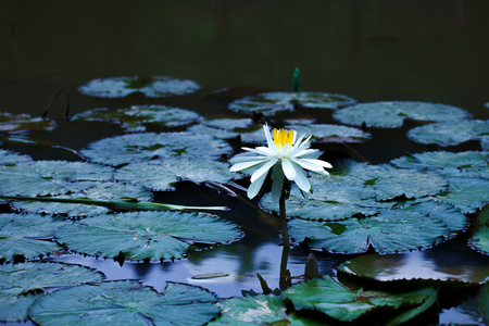 Blooming lotus in the pondの写真素材